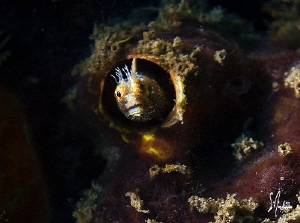 Hide and seek with a small Blenny at Blue Heron Bridge of... by Steven Anderson 